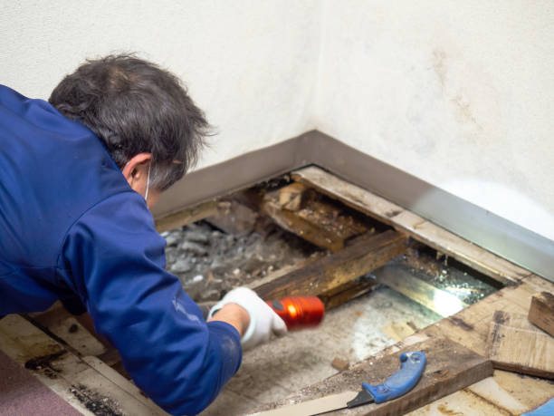 Best Industrial Mold Remediation in North Les, AK