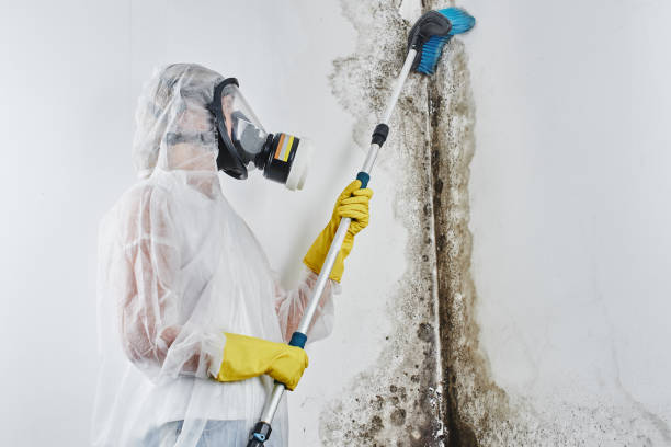 Best Localized Mold Remediation (e.g., coastal areas, humid climates) in North Les, AK