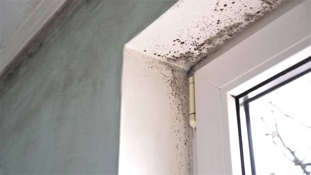 Trusted North Lakes, AK Mold Remediation Experts