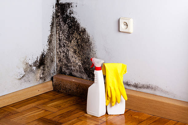 Best White Mold Remediation in North Les, AK